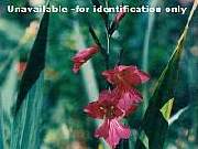 Gladioli Byzantinum
