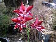 Gladioli Coluillixrubrum