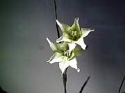 Gladioli Tristis