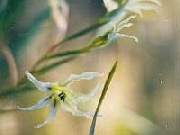 Gladioli Undulatis