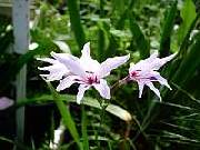 Gladioli White