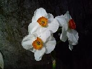 Geranium