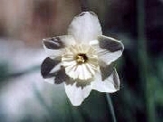 Lark
