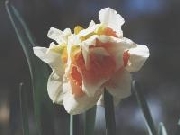 Replete