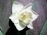 Rhapsody