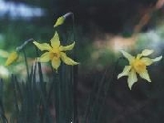 Spida