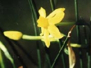assoanus