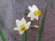 canaliculatus