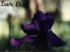 Blue Dark Tall