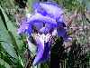 Early Settlers Blue