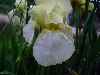 Lemon White