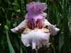 Milka Pink