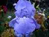 Pale Blue