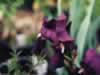 Purple Tall
