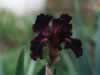 Schumans Garnet Ruffles