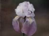 Pallida