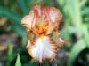 Ruffled Queen