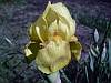 Yellow Tall