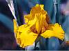 Yellow Bright