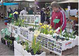 Market Scene