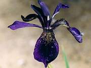 chrysographes