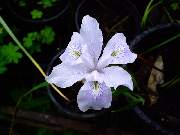 douglasiana