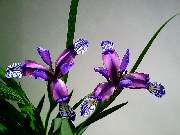 graminea
