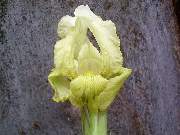 schachtii