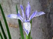 songarica