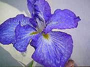 Blue Danube