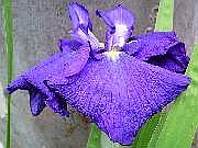 Emperor