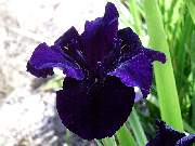 Purple Black
