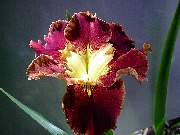 Red Edged Yellow