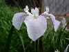 Setosa White