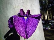 Wildform
