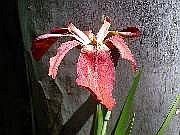 Fulva