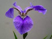 Setosa Blue