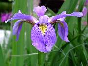 Virginica Blue