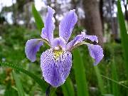 Virginica Orchid