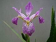 Virginica Pink